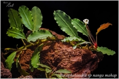 Bucephalandra sp nanga mahap