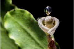 Bucephalandra sp nanga mahap