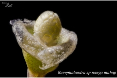 Bucephalandra sp nanga mahap