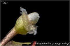 Bucephalandra sp nanga mahap