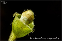 Bucephalandra sp nanga mahap