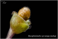 Bucephalandra sp nanga mahap