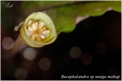 Bucephalandra sp nanga mahap