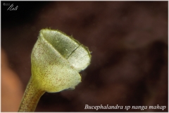 Bucephalandra sp nanga mahap