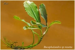 Bucephalandra sp rosetta