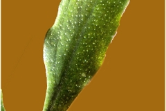 Bucephalandra sp rosetta