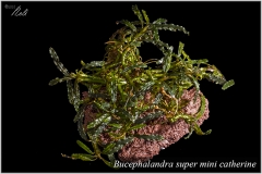 Bucephalandra super mini catherine
