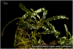 Bucephalandra super mini catherine
