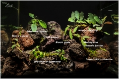 Bucephalandra