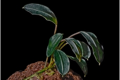 Bucephalandra motleyana-red-flare