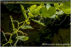 Hydrocotyle leucocephala