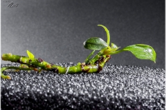 Prueba emergido Bucephalandra