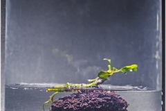 Prueba emergido Bucephalandra