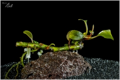 Prueba emergido Bucephalandra