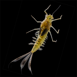 Efímera - larva